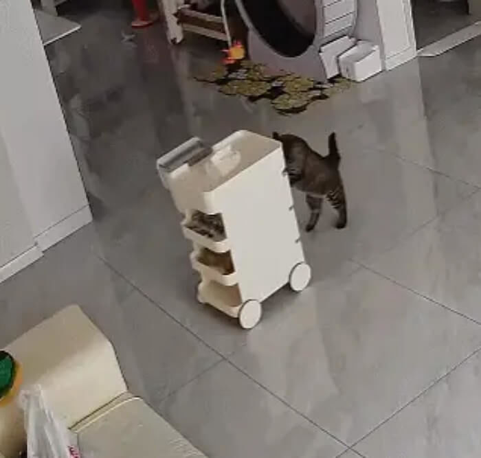 애니멀플래닛