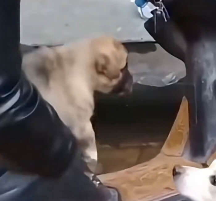 새끼 강아지의 얼굴을 핥는 어미 개