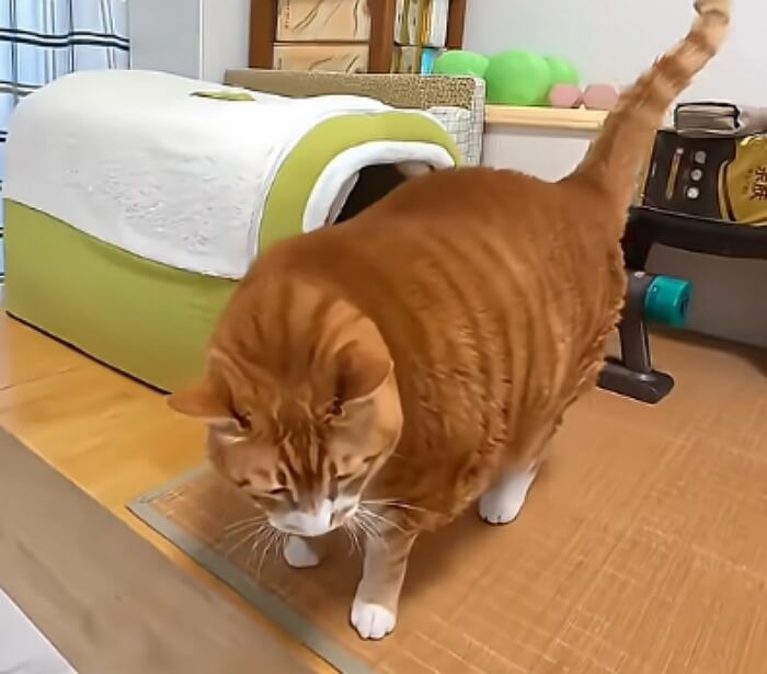 애니멀플래닛