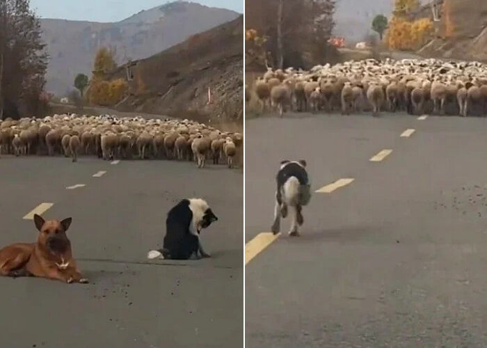 애니멀플래닛