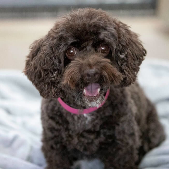 애니멀플래닛