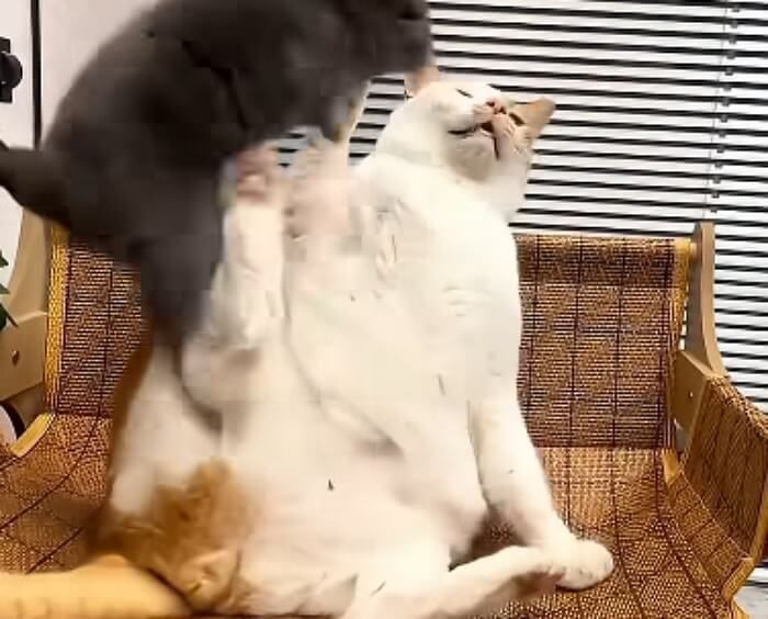 애니멀플래닛
