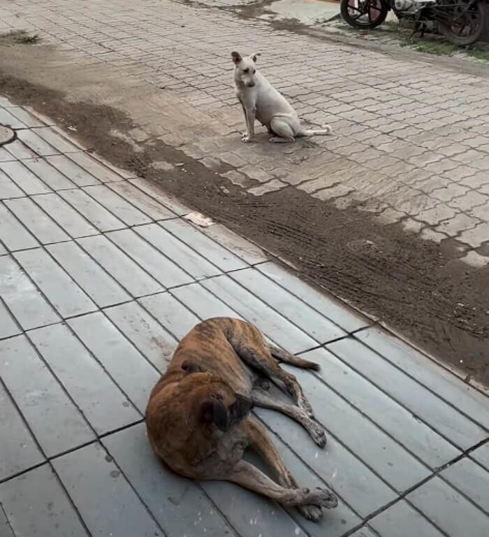 애니멀플래닛