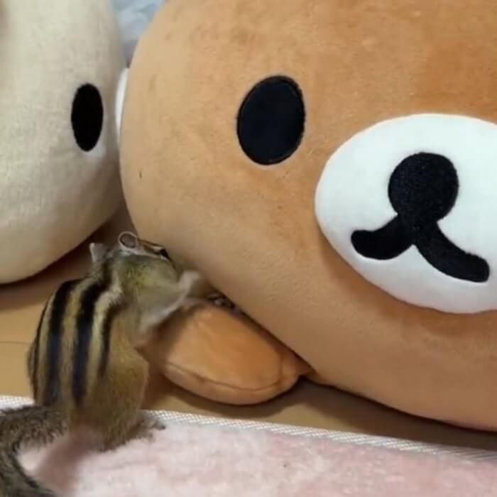 애니멀플래닛