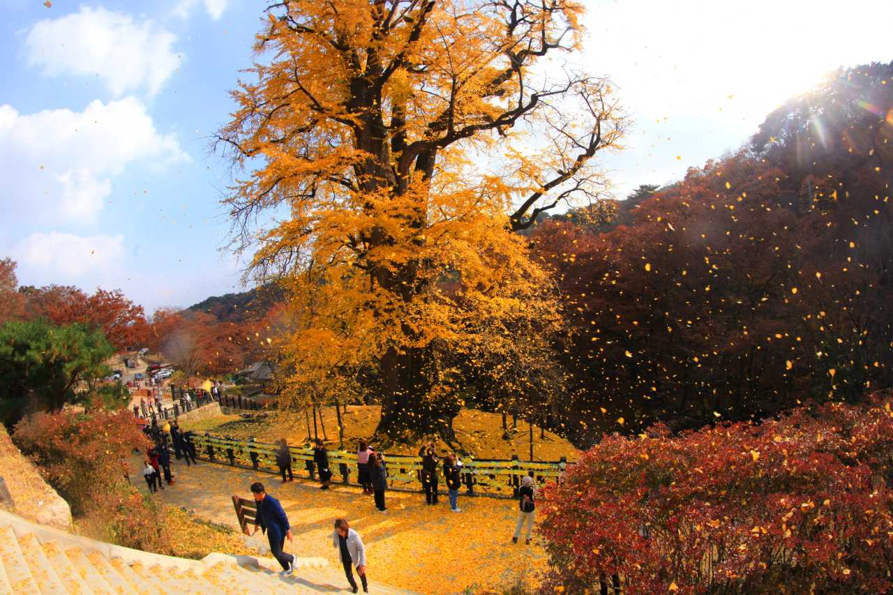 용문사 은행나무 / 사진=경기관광플랫폼