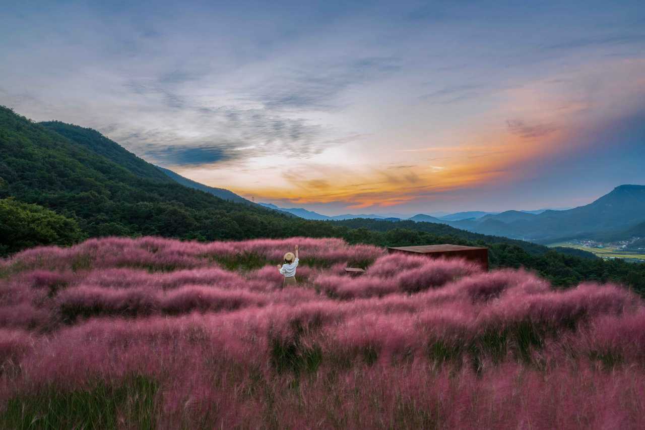 칠곡 가산수피아 핑크뮬리 명소 / 사진=한국관광공사 포토코리아@황보달