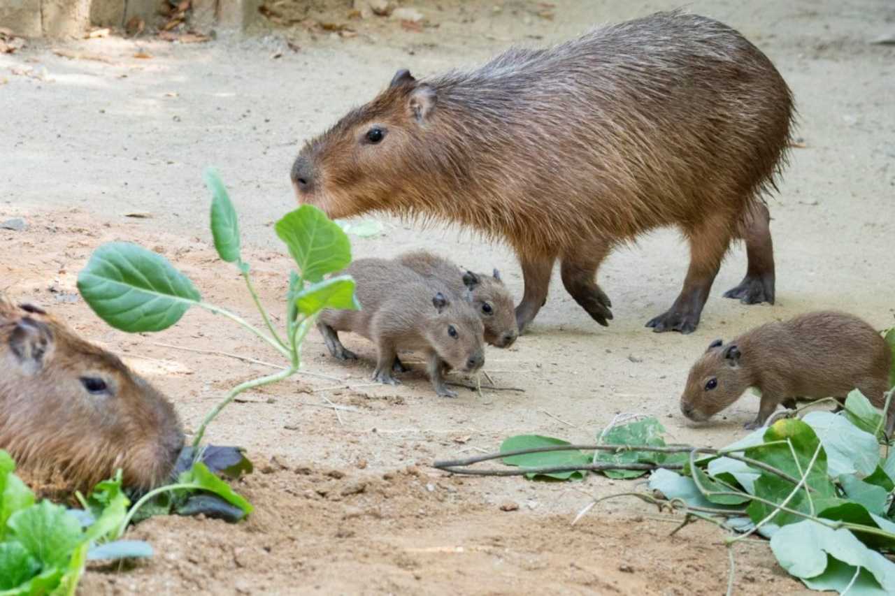 친화력 최고인 카피바라 / 사진=삼성물산뉴스룸