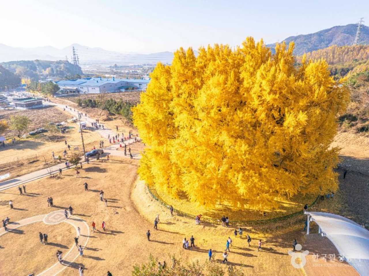 반계리 은행나무 위치는? / 사진=한국관광공사