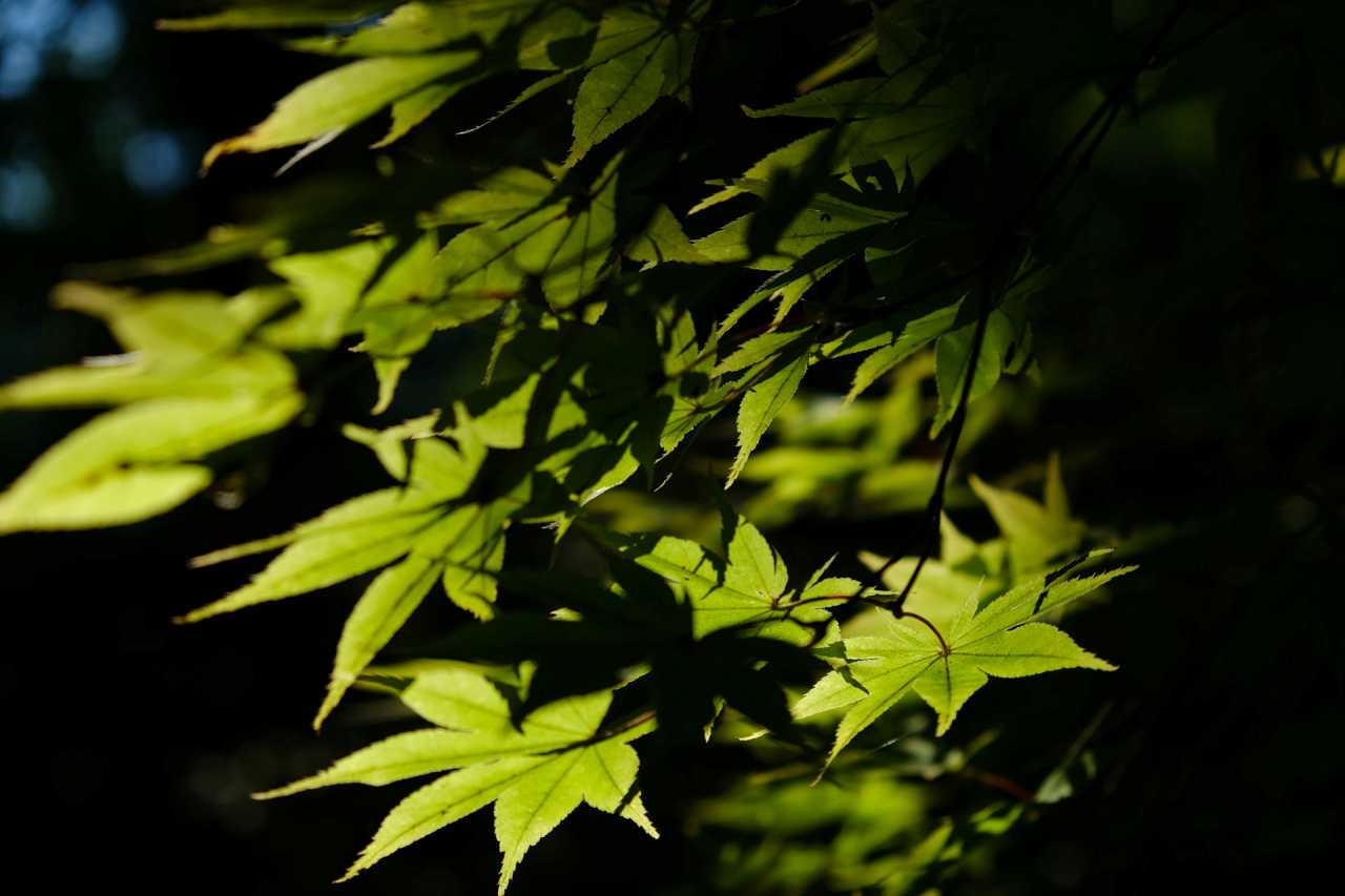 단풍 여행 팁 / 사진=unsplash