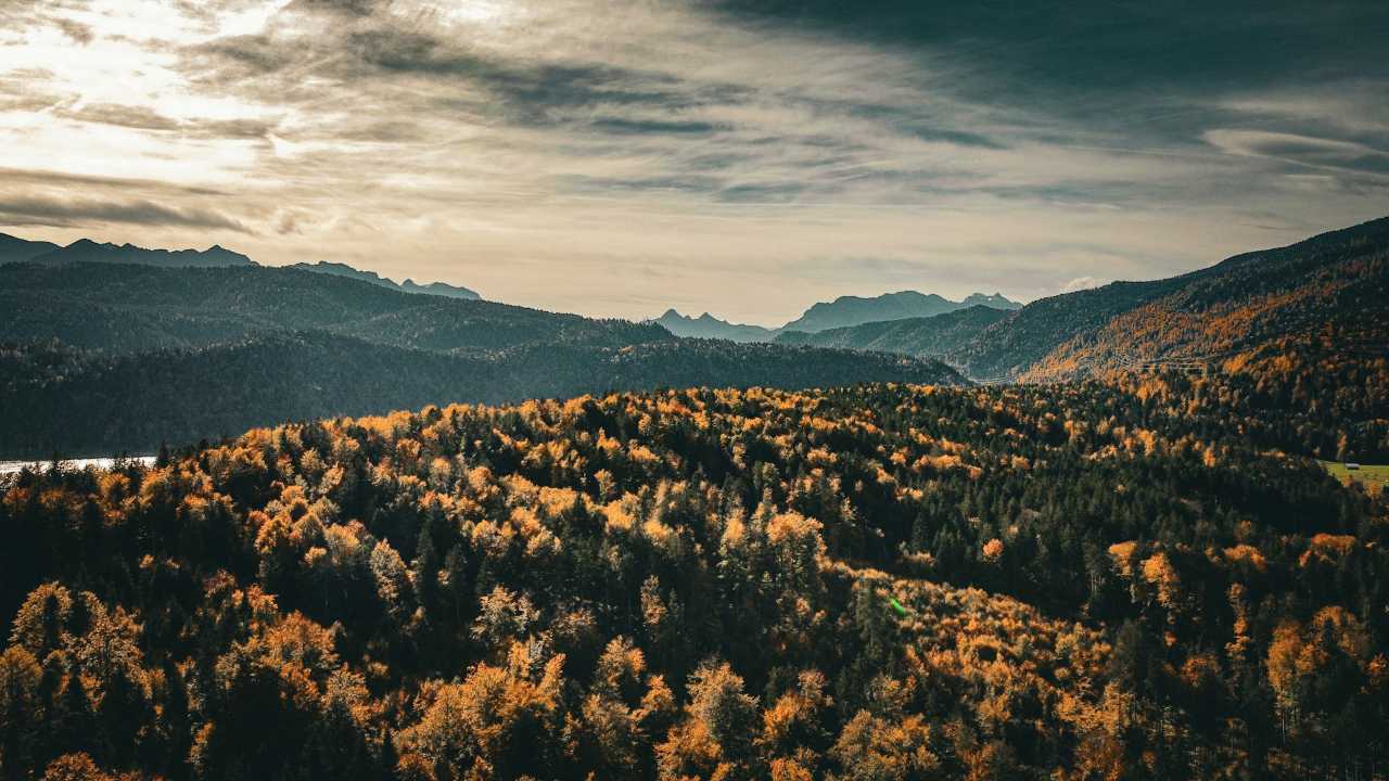 기후변화 분석, 산림 연구에 쓰일 소중한 기록 남기기 / 사진=unsplash