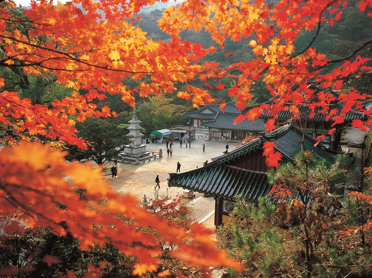양평 용문사 은행나무 추천 / 사진=경기관광플랫폼