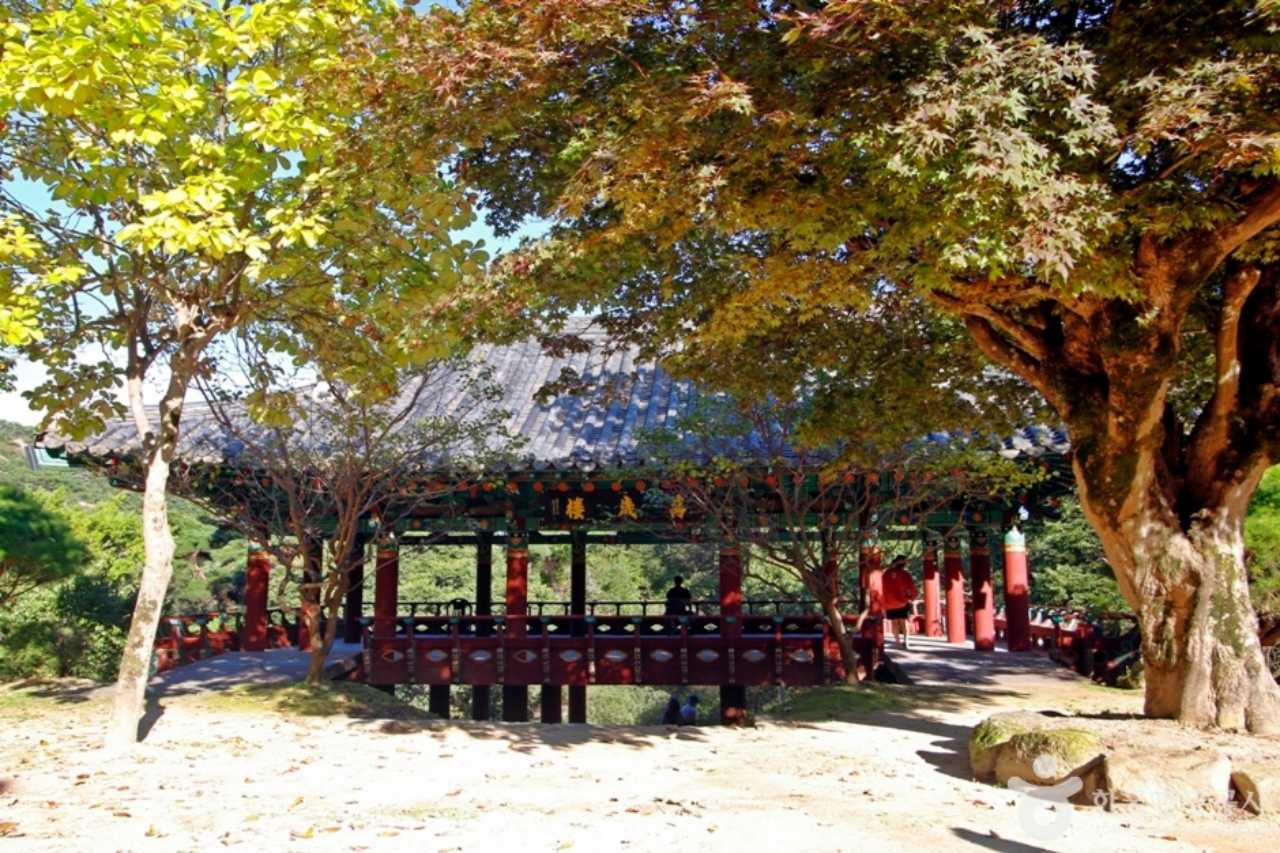 영동 영국사 은행나무 / 사진=한국관광공사