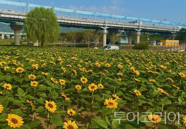 ▲제72회 백제문화제 개막을 앞두고 공주 금강신관공원 미르섬이 거대한 가을꽃 정원으로 변신했다. /사진-공주시