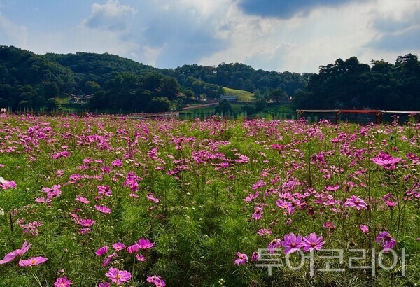 ▲제72회 백제문화제 개막을 앞두고 공주 금강신관공원 미르섬이 거대한 가을꽃 정원으로 변신했다. /사진-공주시
