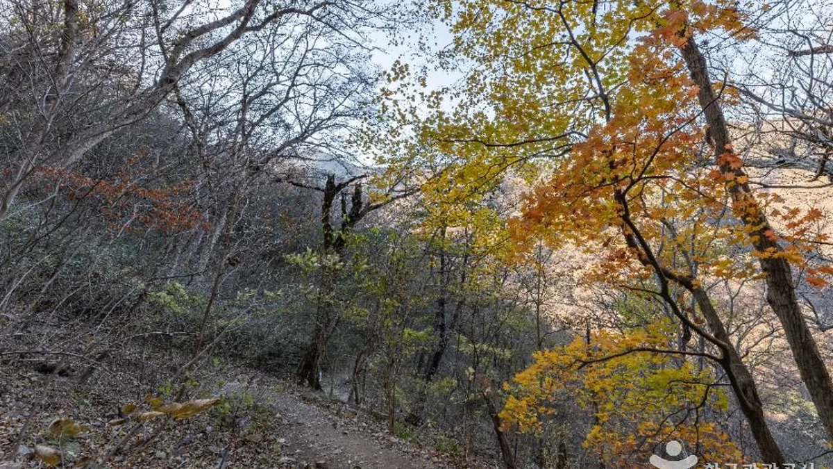 내장산 굴거리나무군락