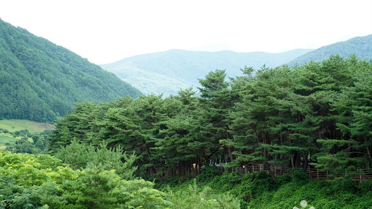 정선 가리왕산마을