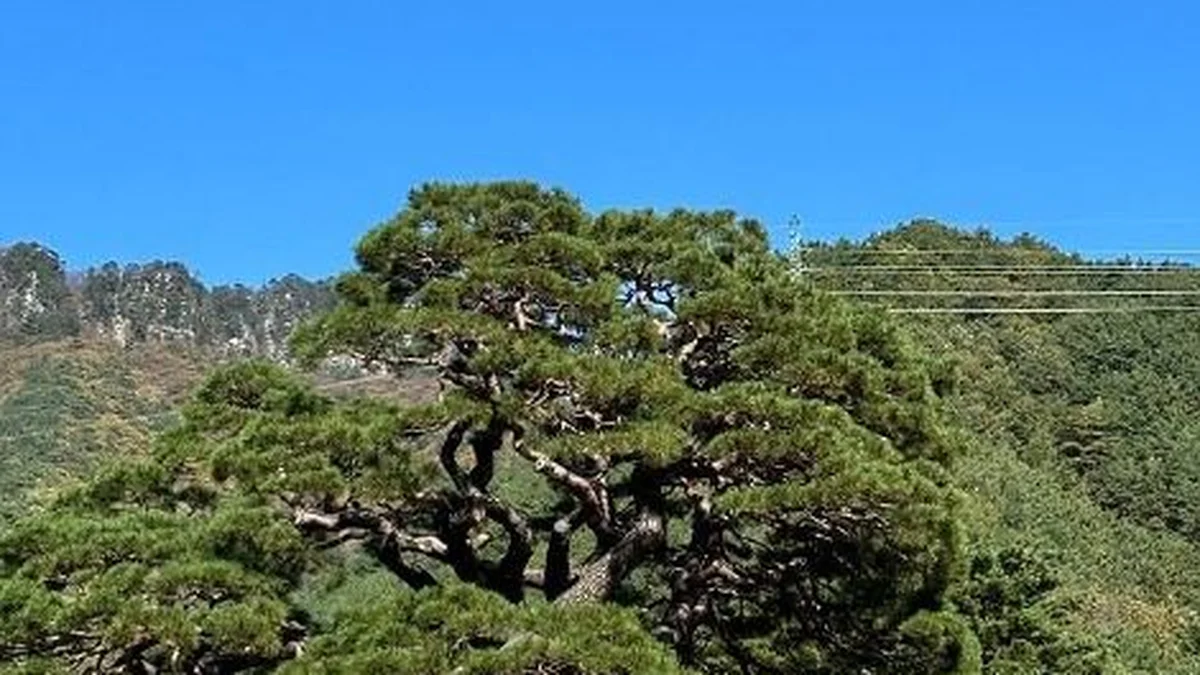 단풍산