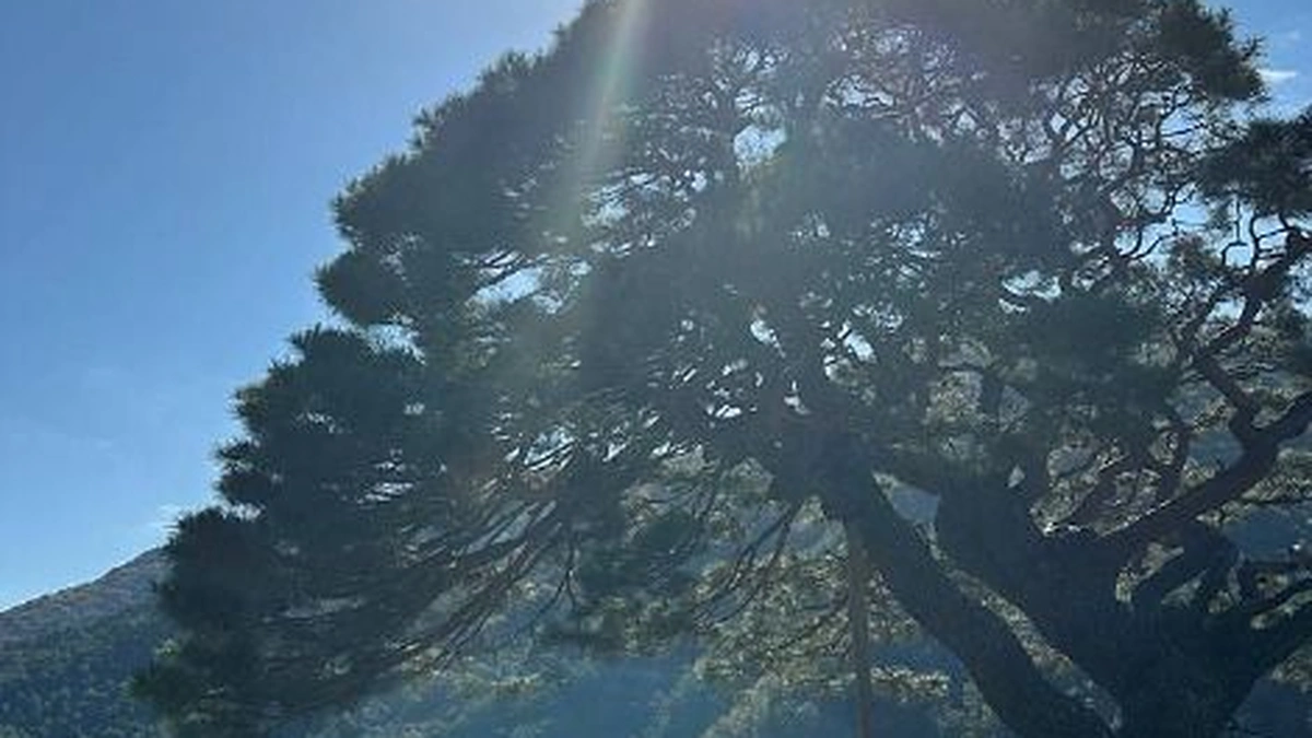 단풍산