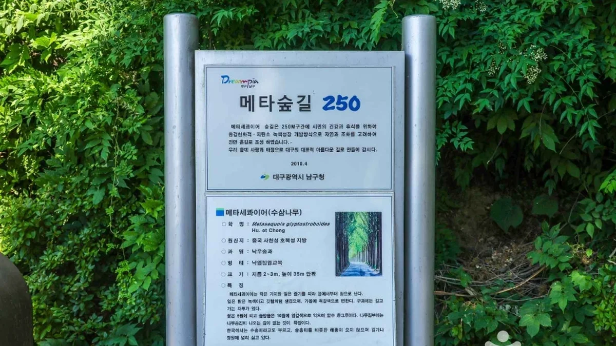 고산골 메타쉐콰이어길