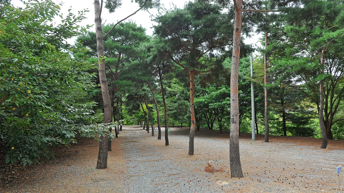계곡과소나무 캠핑장