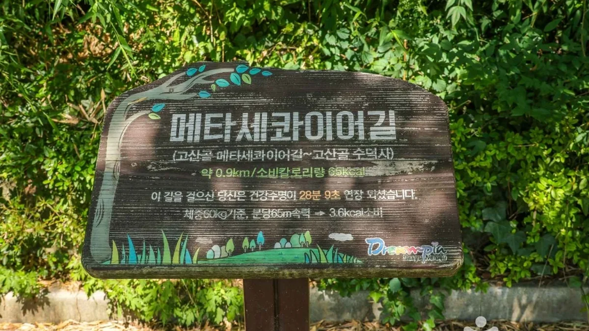 고산골 메타쉐콰이어길