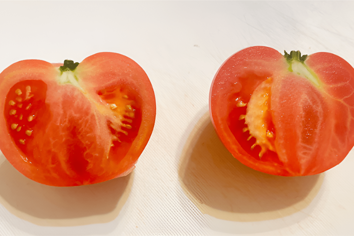 토마토 / 온라인 커뮤니티