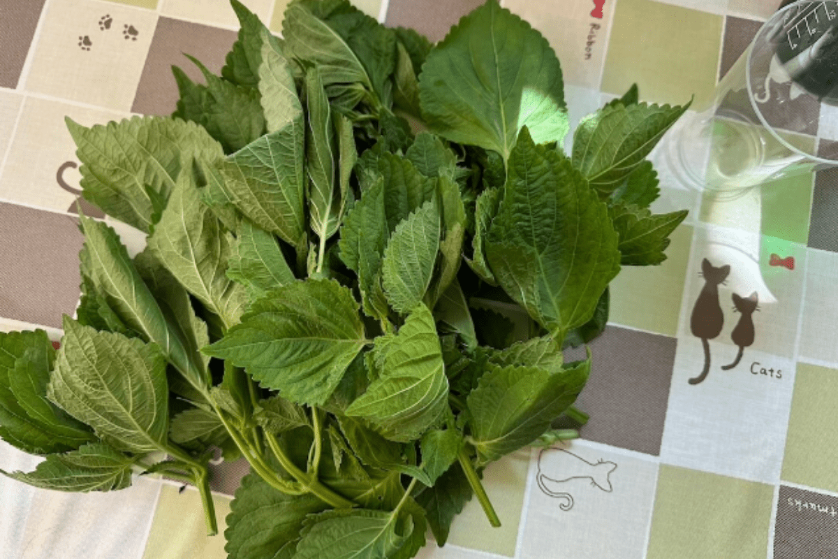 깻잎 / 온라인 커뮤니티