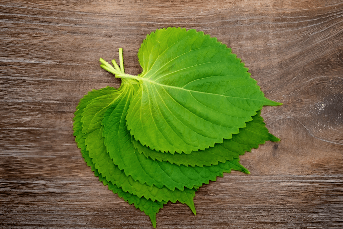 깻잎 / 온라인 커뮤니티