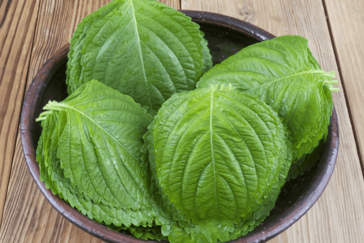깻잎 / 온라인 커뮤니티