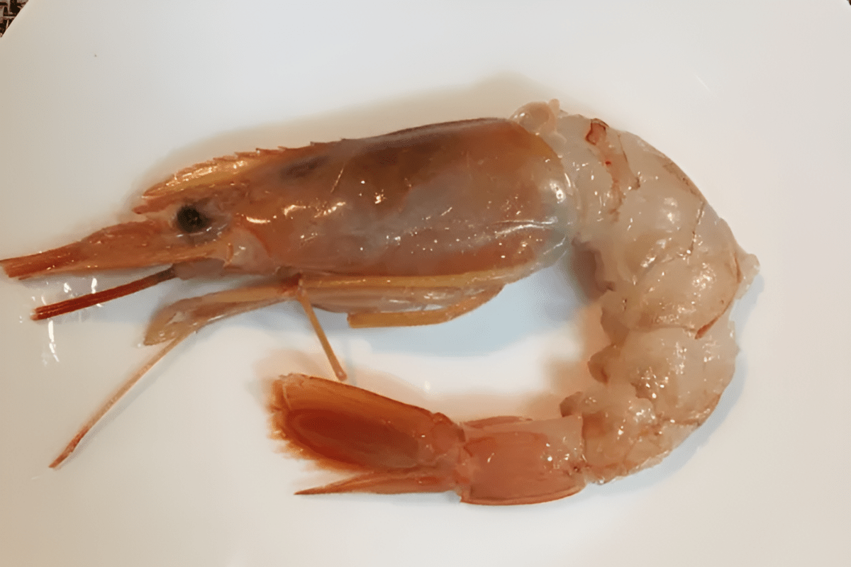 새우 / 온라인 커뮤니티