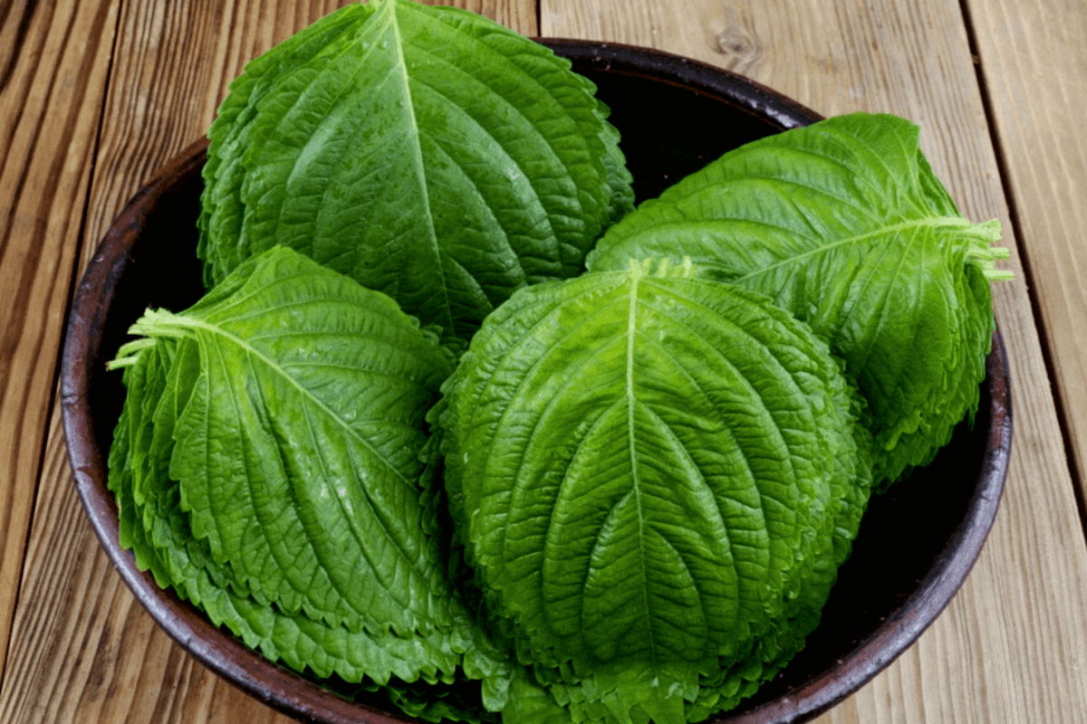 깻잎 / 온라인 커뮤니티