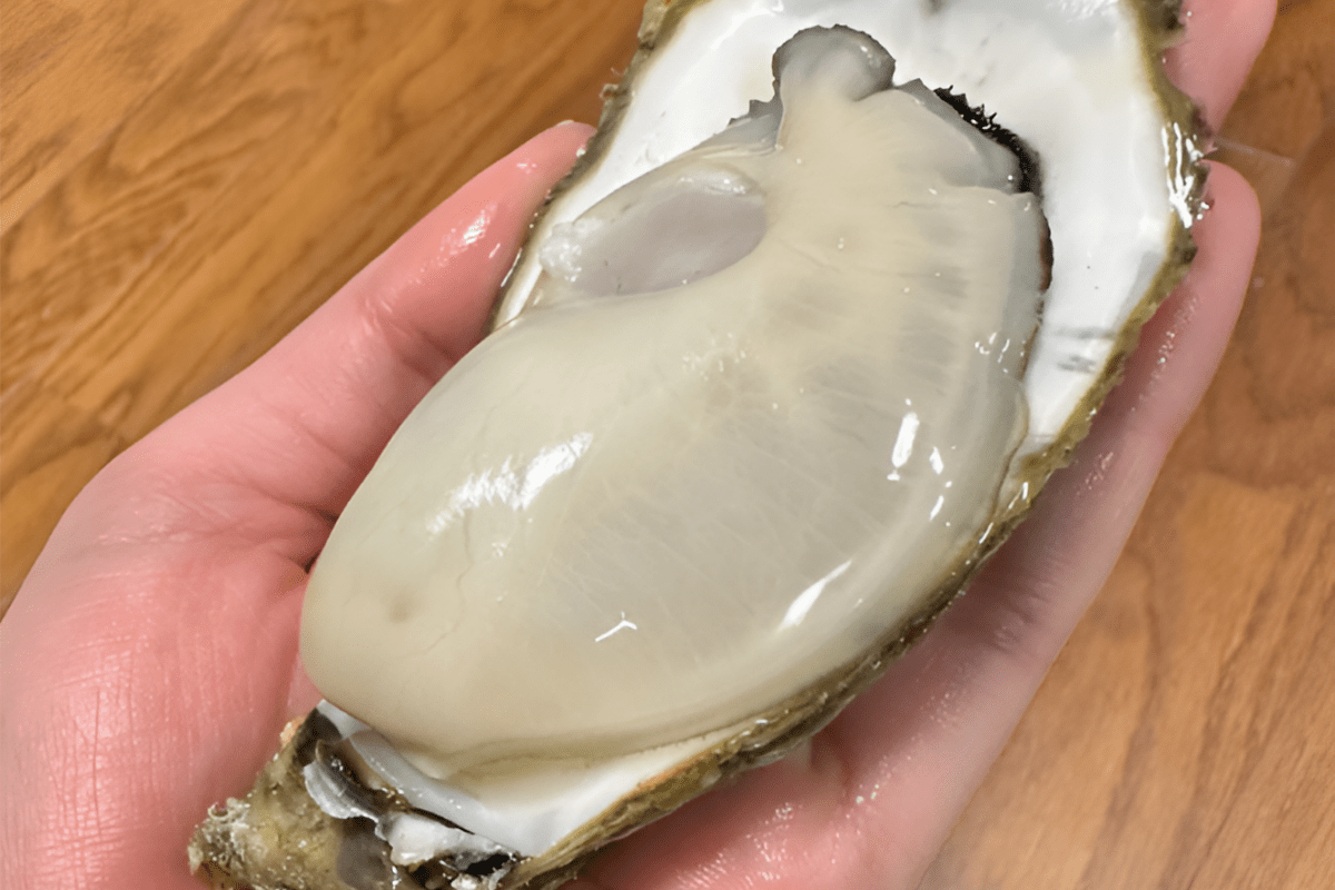 해산물 굴 / 온라인 커뮤니티