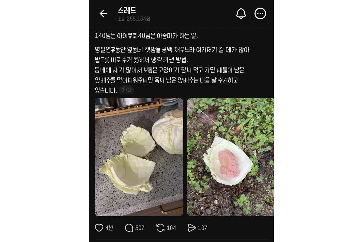 아이큐 140 캣맘 밥그릇 근황 | 피드클릭